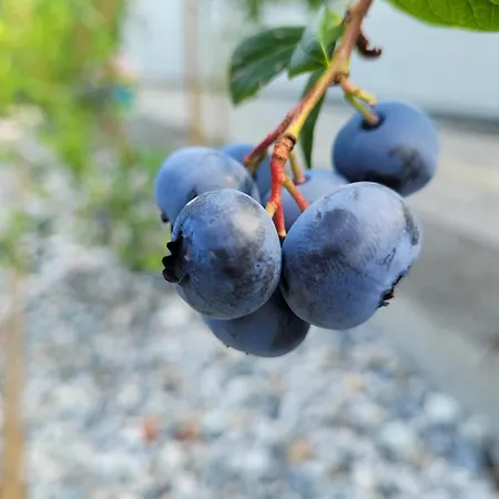 Paradise Vista Di A Ferienhaus Menaggio