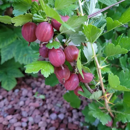 Paradise Vista Di A Сasa de vacaciones Menaggio