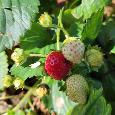 Сasa de vacaciones Paradise Vista Di A Menaggio